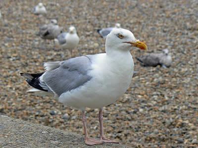 Aldeburgh Seagull