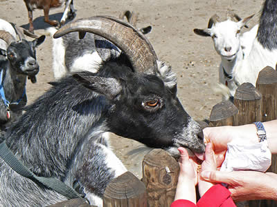 Pets Corner Goat