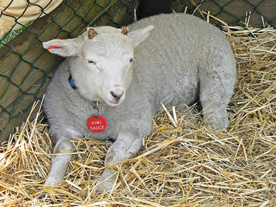 Pets Corner Lamb
